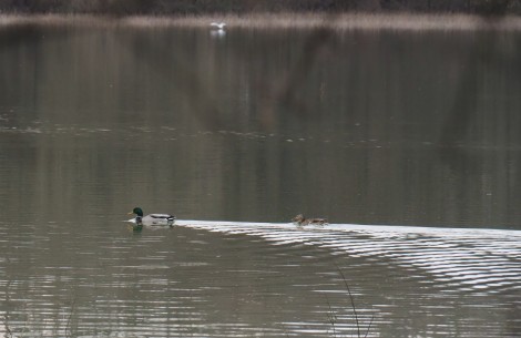 Procházka kolem Broumaru